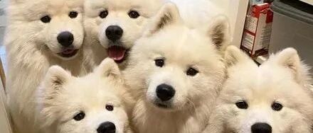 女子养了5只萨摩耶，结果每到吃饭时就变成6只，笑喷了！