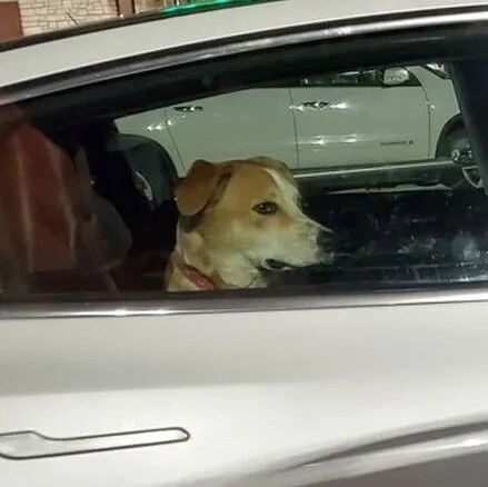 狗子被关在车里，女子准备救援时看到屏幕上的字笑了：长知识了！