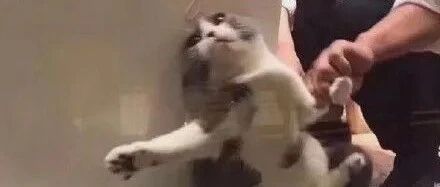 “可以把家里的猫送去猫咖打工吗？”