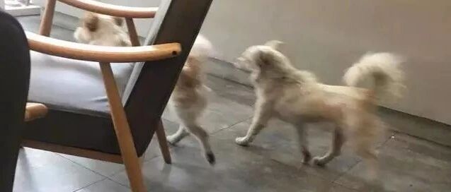 流浪狗太热跑到奶茶店避暑，店主的行为太赞了....