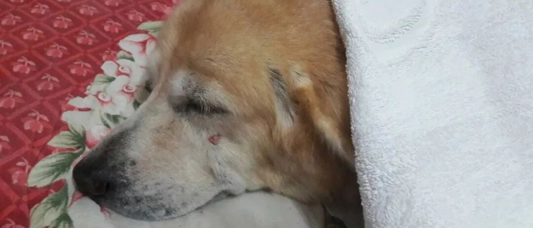 16岁的老金毛离世，一周后主人发现，它给自己留下了一份特殊的礼物…