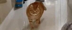 橘猫因走路姿势“太拽”，被疯狂点赞60万次，不过它这步伐也太得瑟了