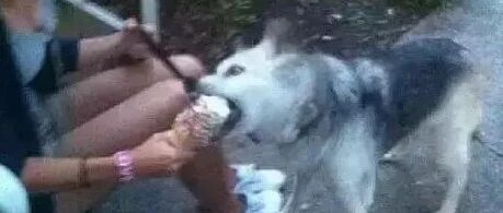 狗狗离世最后一天，主人给了它16年来一直想要的礼物！