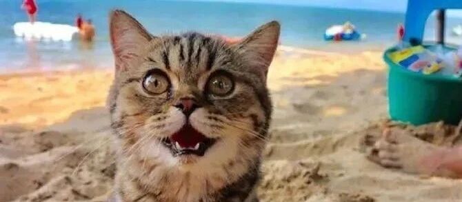 一只去海边度假的猫，好开心啊！