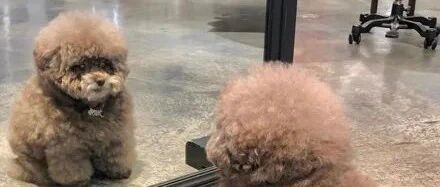 狗子无意间照到镜子，发现自己真的太胖了，这小表情亮了！