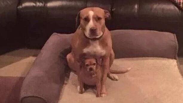 流浪狗被收养的时候，怀里还藏着一只小狗：我能带它一起走吗？