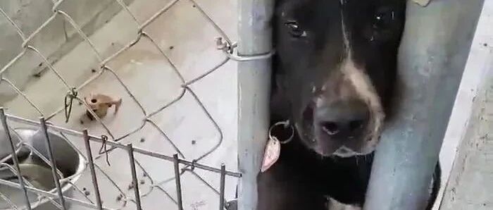 狗子隔着栅栏一次又一次的向来收容所的人伸手：可不可以带我回家？