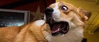 一条狗能怂到什么程度？