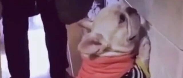 狗狗犯错被主人罚站打屁股，紧张的小表情笑死人了！