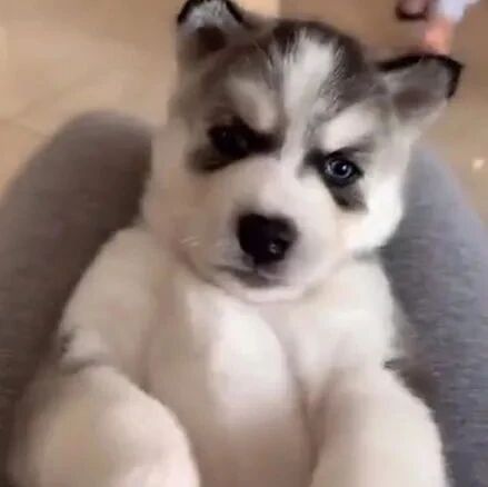 女子晒出撸狗画面，可网友看到后全替她着急了：这是在玩火啊！