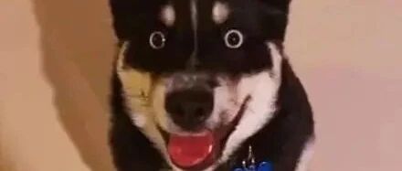 老爹一千块买哈士奇，看清长相后笑喷，你哪位？