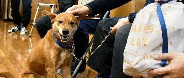 狗子捉贼有功，警局奖励了它一包狗粮，这货领奖时开心坏了！