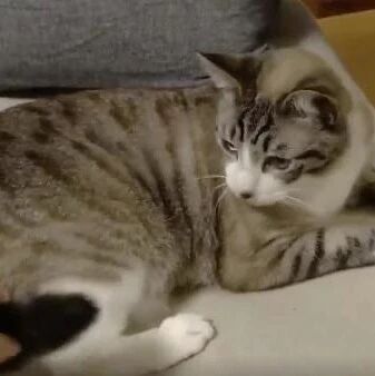 主人假装把猫的尾巴扔出去，这猫还傻傻的去认真找……