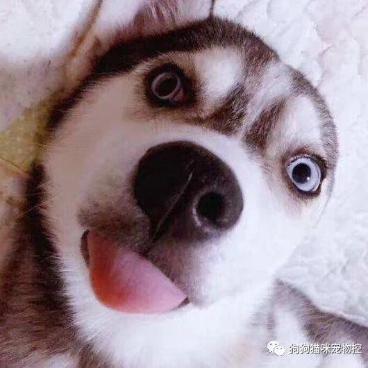 一条狗可以有多坏？看完笑死我了哈哈哈哈哈…