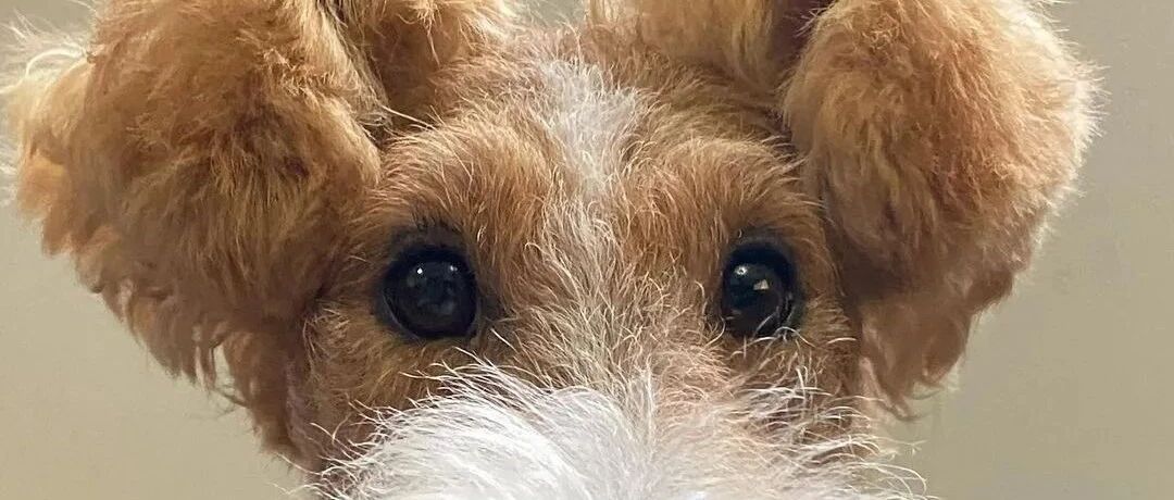 网友养了一只刚毛猎狐犬，没想到这货长大后……耳朵也太特别了！