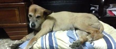 梦见已逝爱犬隔天发现怀孕，宝宝出生后，眼神让大家惊呼：缘分！