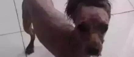 把狗狗托付给父母照料，可结果...这是变了一个“物种”嘛？