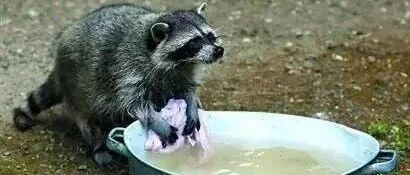 外国夫妇养了一只干脆面，每天趁他们不在就刷手机…