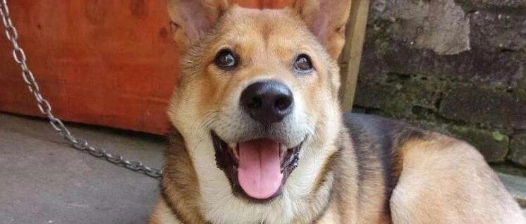 这只狗狗有一天知道了自己名字的含义，于是离家出走了……