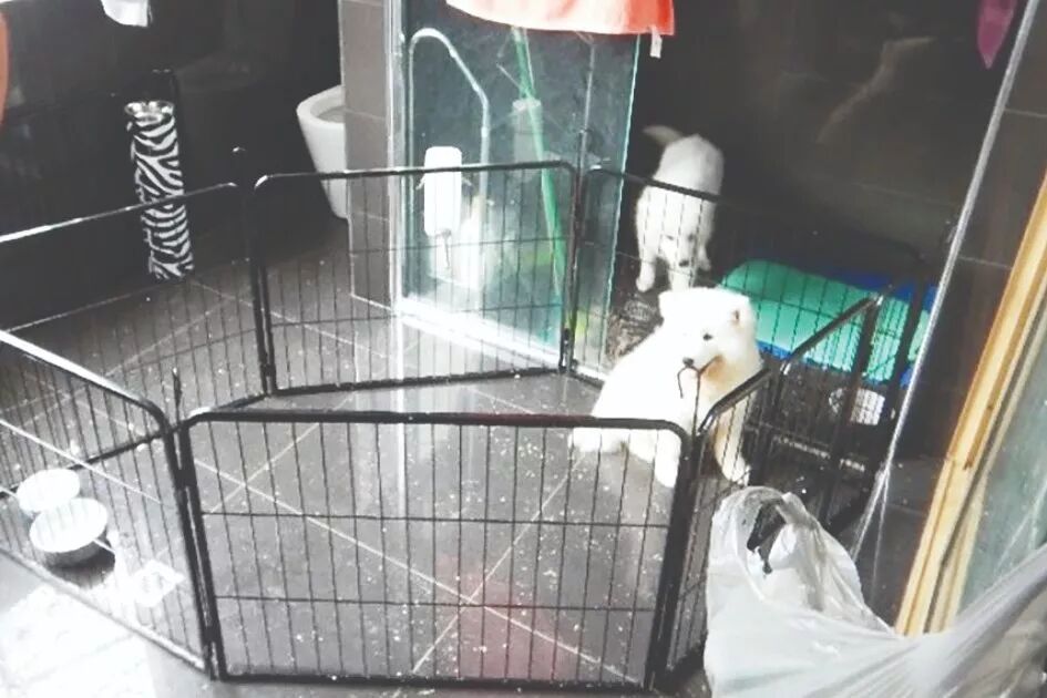 怒了！澳华男光着膀子打狗，被邻居拍下，罚$8500！别说这只是小事，已有华人遭遣返！（视频/组图） - 5