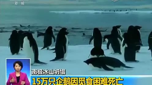 窒息！悉尼空气质量“危险”爆表！大火逼城，生灵涂炭，海滩黑化，这场大火，跟我们每个人都息息相关！（组图） - 100