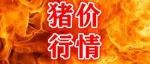 大面积上涨! 2023.5.26 各地生猪价格信息！