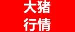 猪价行情！2023.5.28 各地生猪价格信息！
