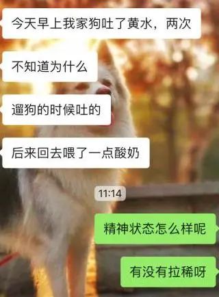 狗狗被救活了，這位主治醫師卻把飯碗丟了...... 寵物 第10張