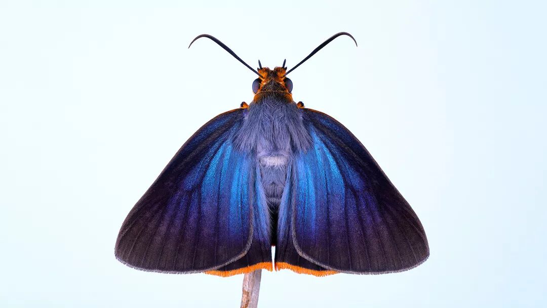 褐伞弄蝶丨好吃不懒做 可爱又迷人 蝴蝶与渡鸦 微信公众号文章阅读 Wemp