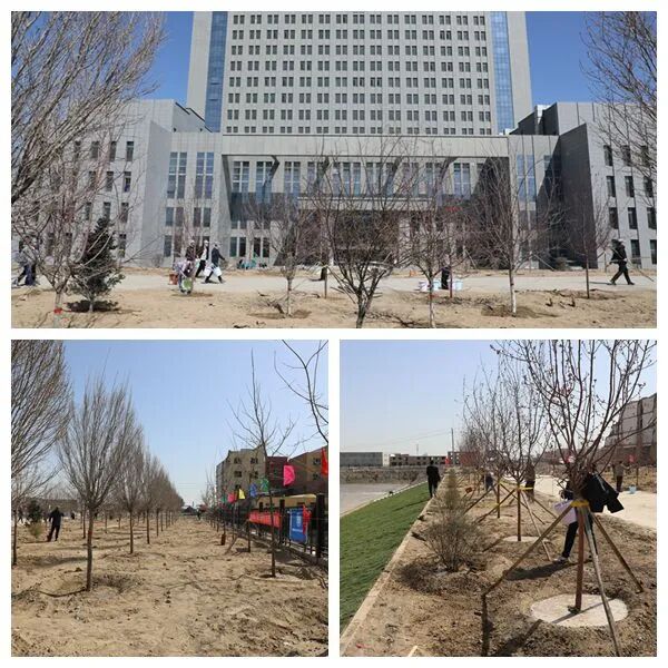 新疆生态环境厅系统组织开展2022年春季绿化植树活动