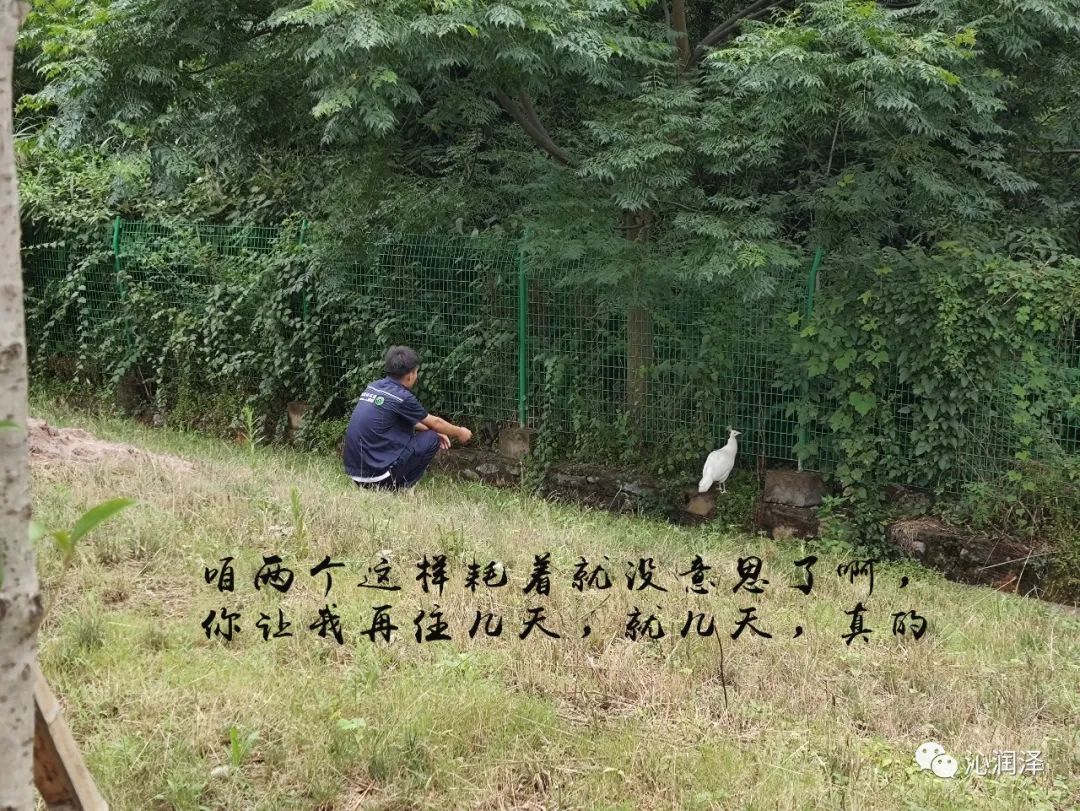 滲濾液處理站來了只白孔雀(圖5)