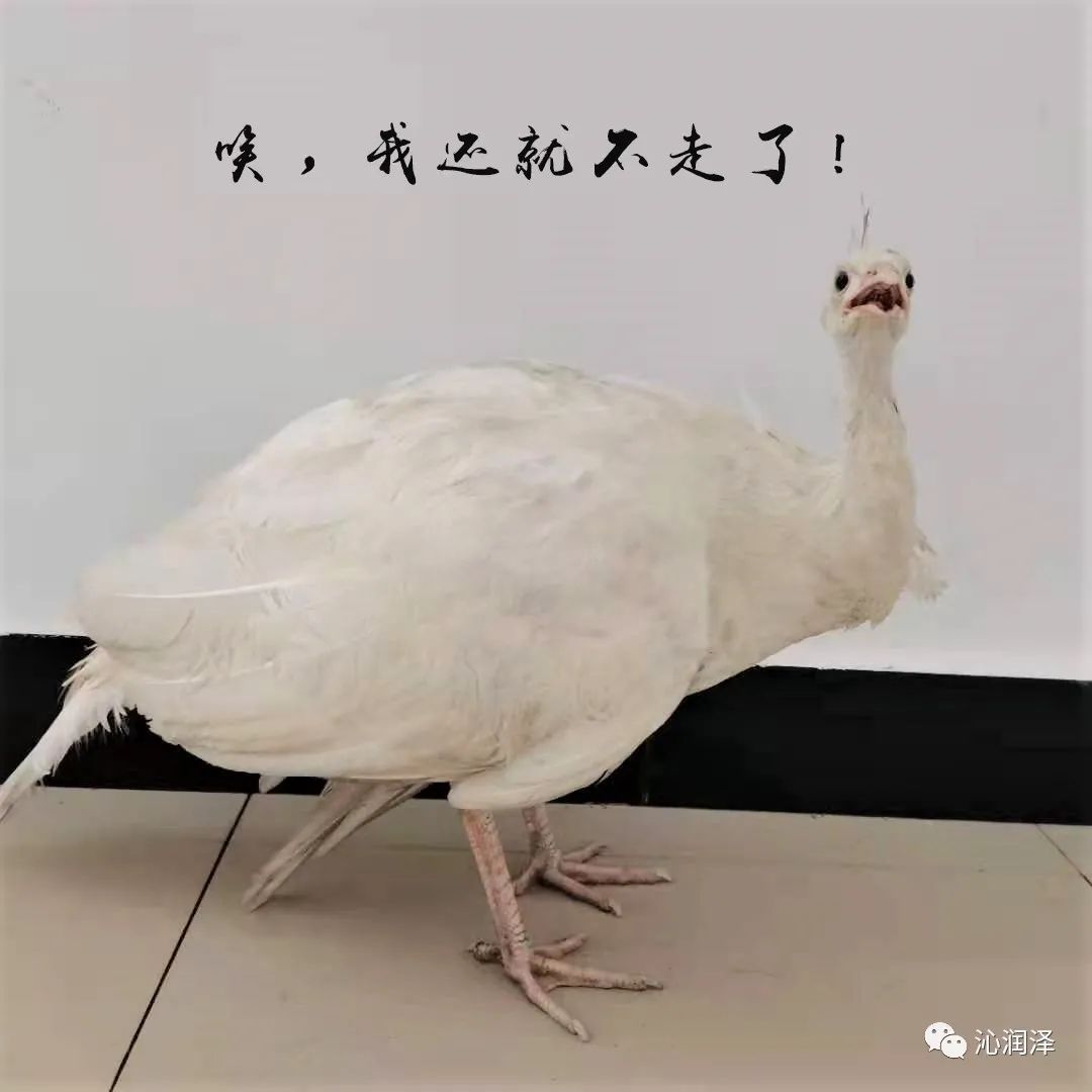 滲濾液處理站來了只白孔雀(圖4)