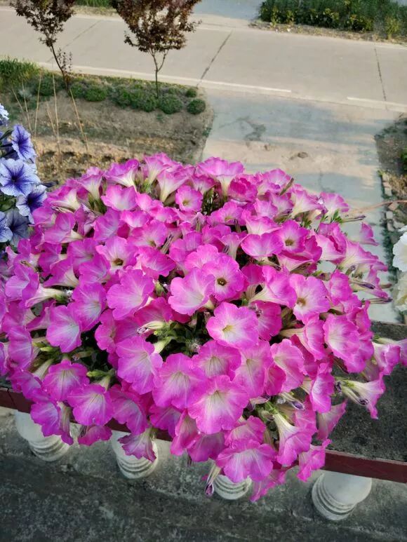 秘 矮牵牛深受新老花友的喜爱 关于施肥篇 一起来养花 微信公众号文章阅读 Wemp