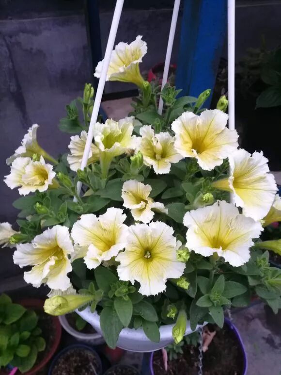 秘 矮牵牛深受新老花友的喜爱 关于施肥篇 一起来养花 微信公众号文章阅读 Wemp