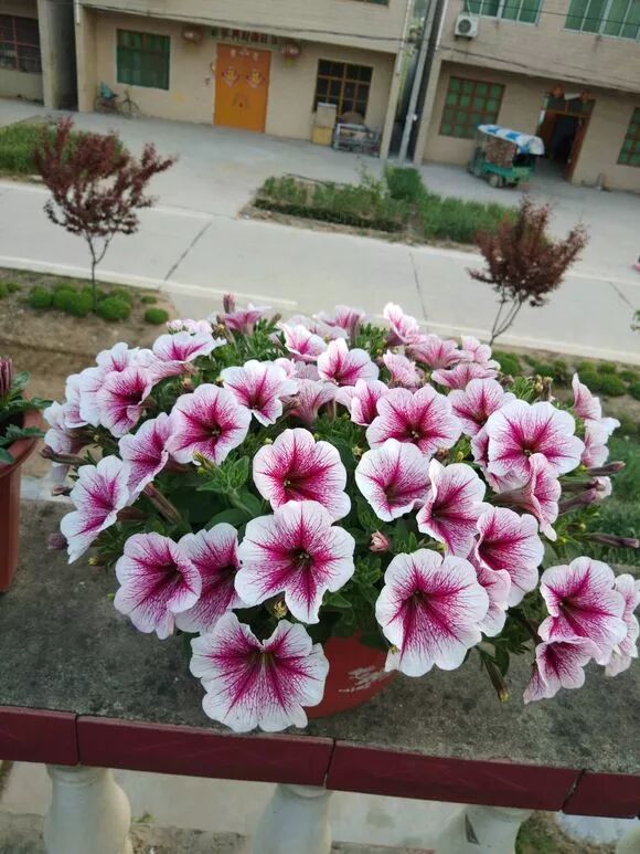 秘 矮牵牛深受新老花友的喜爱 关于施肥篇 一起来养花 微信公众号文章阅读 Wemp