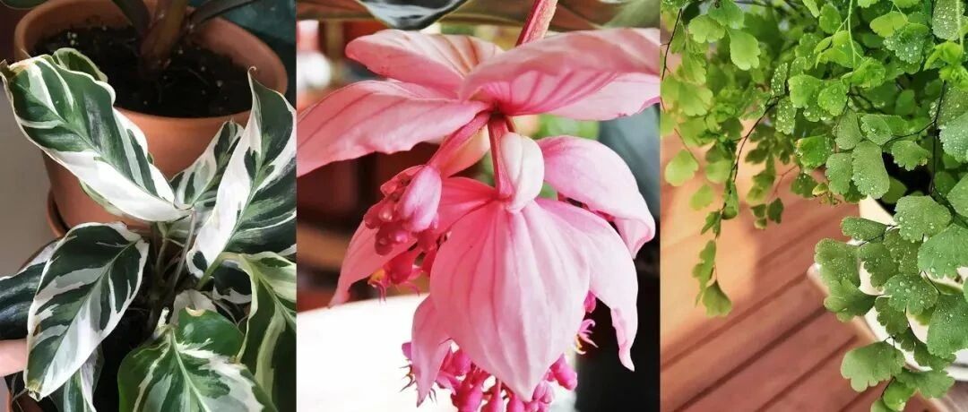 网红植物不是那么好养的，这五类植物要谨慎入坑，不然真浪费了