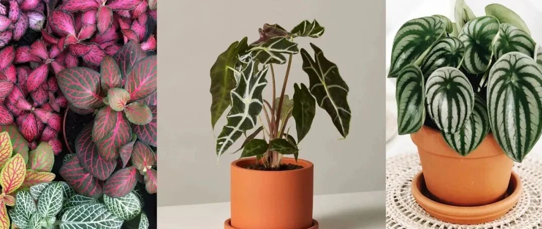 养十种种一株小巧的盆栽植物，叶子很是耐看，不开花也不会影响观赏