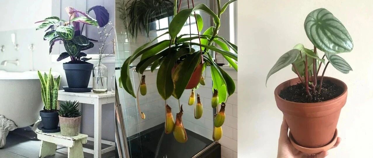 这10种观叶植物很适合养卫生间里，缺乏光照也能维持存活