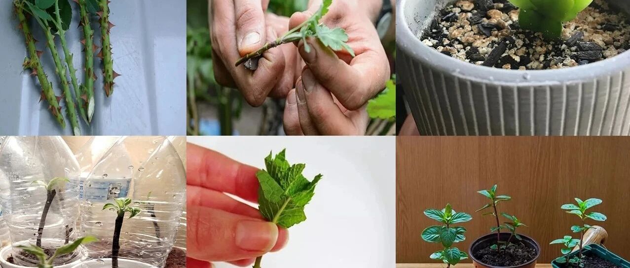 别浪费扦插繁殖植物的大好时机，动起手来，给家里的植物做好备份