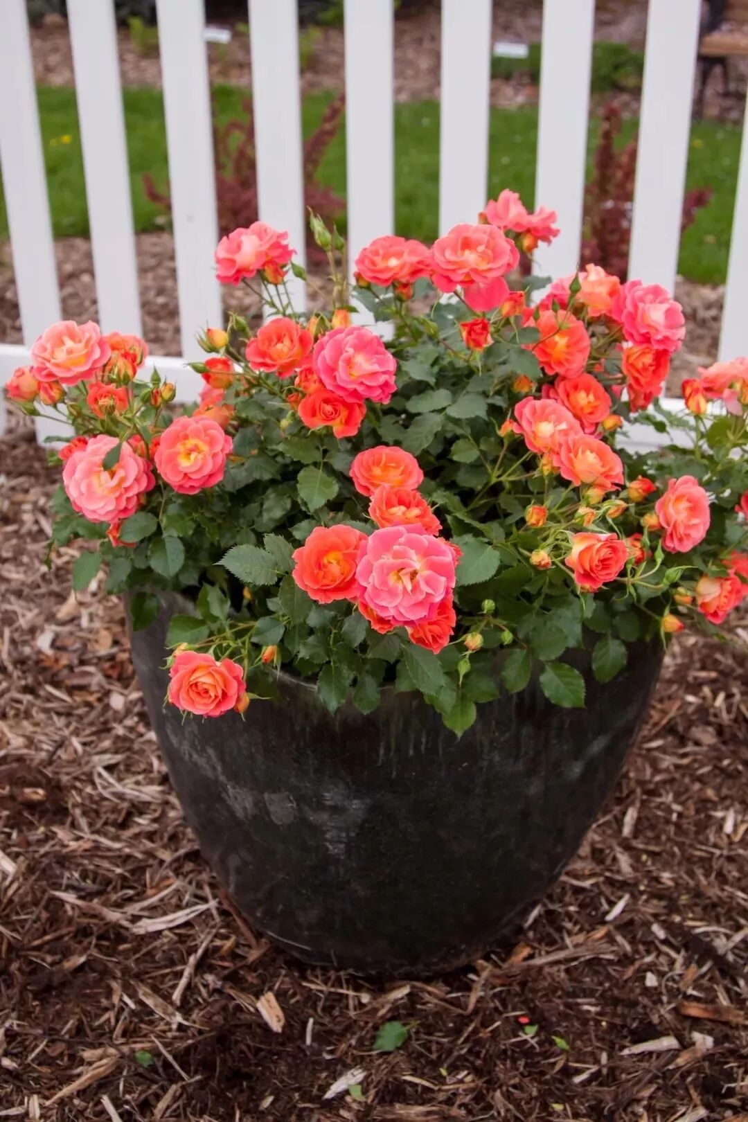 花市里最受欢迎的小盆栽观赏花 都是节日花卉 小巧而艳丽 养花交流 微信公众号文章阅读 Wemp