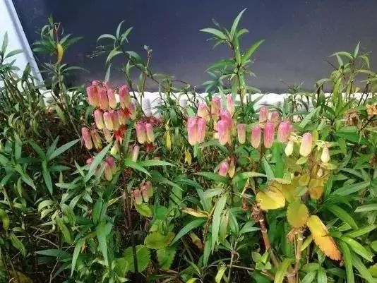 特別適合新手的7種盆栽多肉植物，養室內也不容易掛掉 生活 第3張