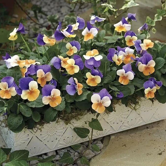 室内常见观赏盆栽养护指南，观叶和开花植物大搜罗