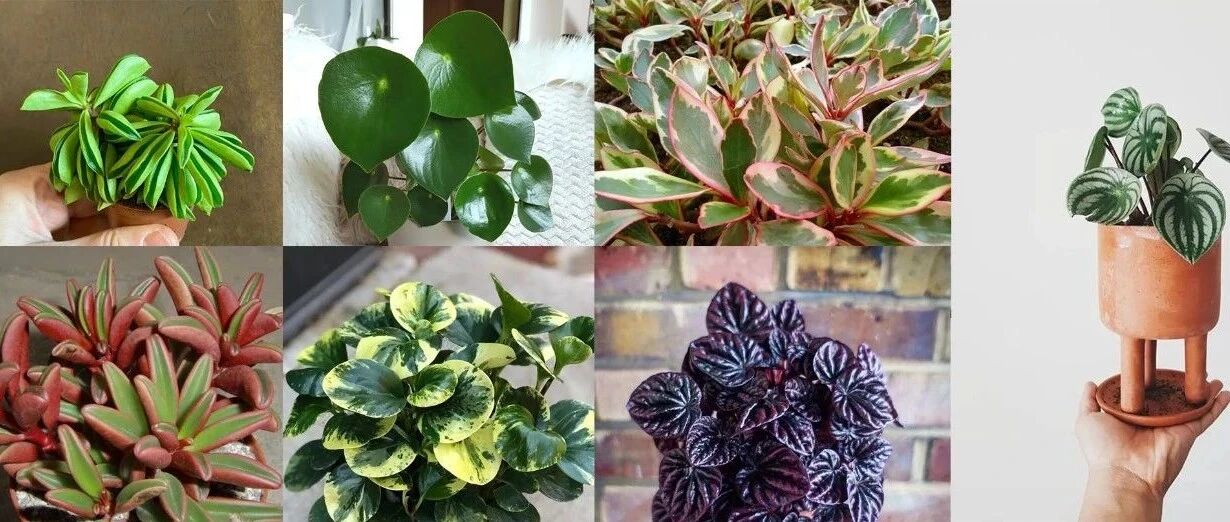 10种耐阴的观叶绿植，适合养小桌面上，好养且不会占太多空间