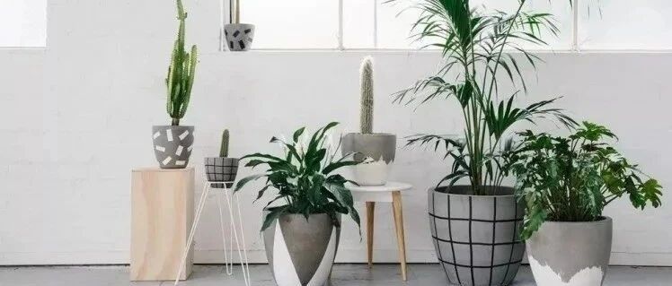 养花时要注意这几个关键，减少植物病虫害就靠它们了