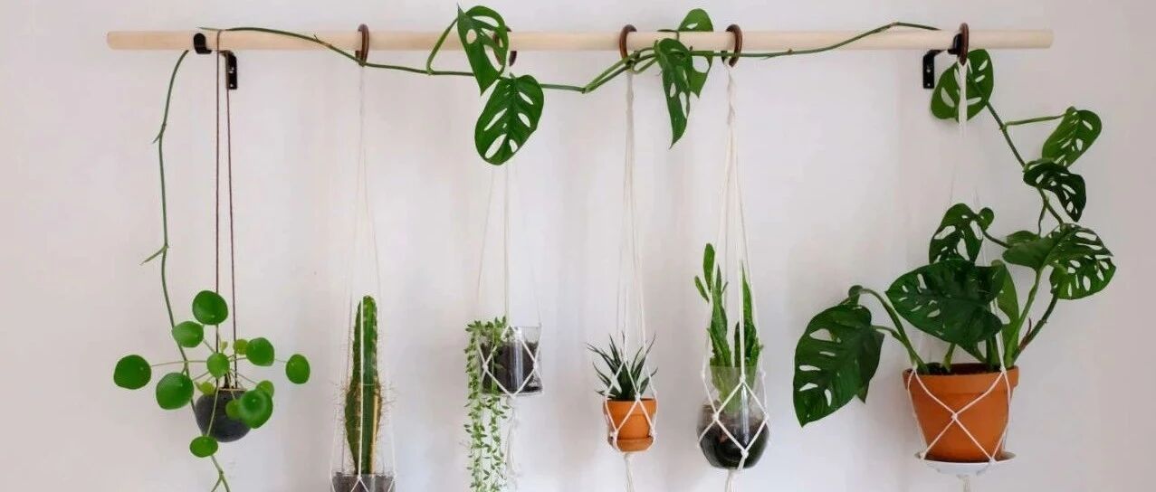 ​适合养在室内的这种爬藤植物，除了绿萝、常青藤，还可以选这8种