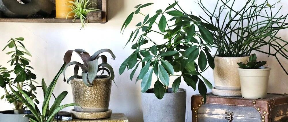 养花不会浇水，家里再多花也会被糟蹋，新手盆栽浇水指南