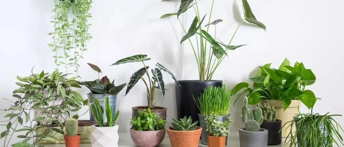 刚买的盆栽换盆前要缓几天，选对花盆和土壤，植物的根才能长得壮