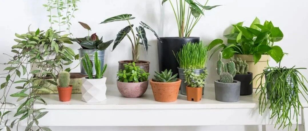 室内养盆栽植物很容易犯的5个错误，难怪植物状态老是不好