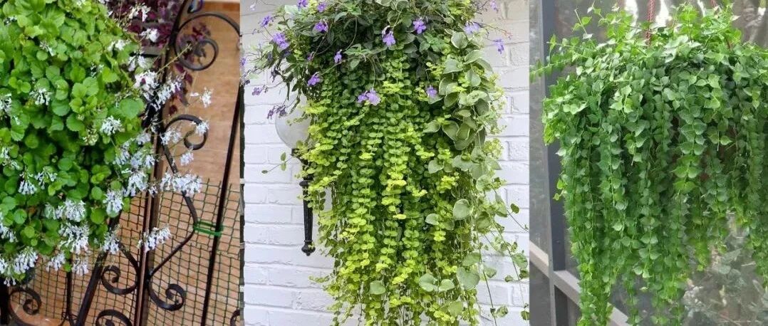 6种小众的室内垂盆植物，南方可随便露养，北方可养成窗台盆栽