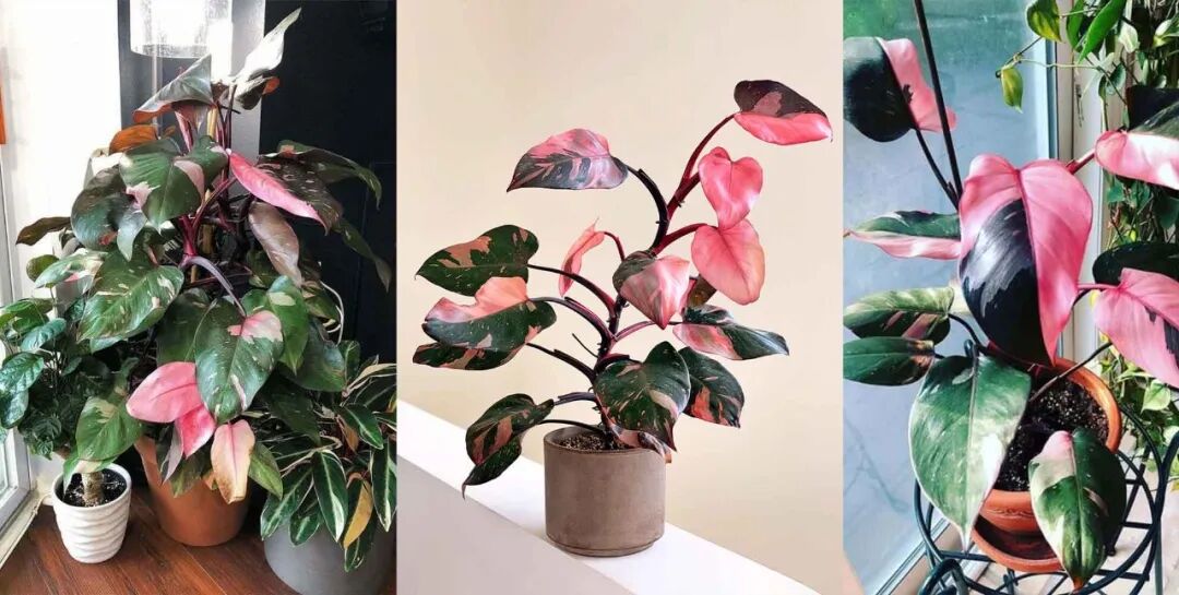 便宜又带锦的室内观叶植物 斑斓的叶子真好看 别总挑贵的买 柠檬资讯